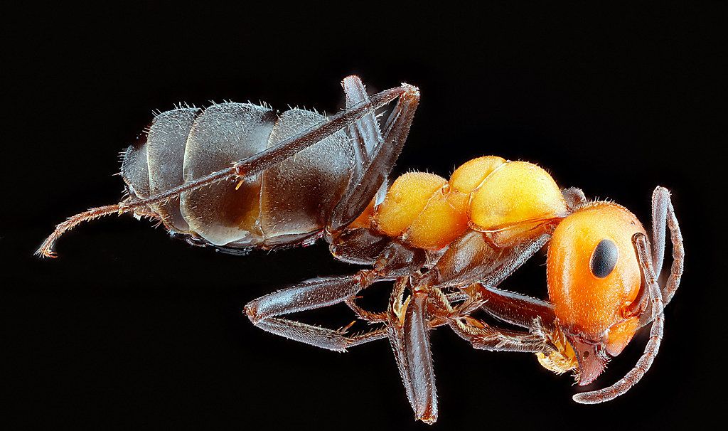 Ant Control service in Berkeley, CA