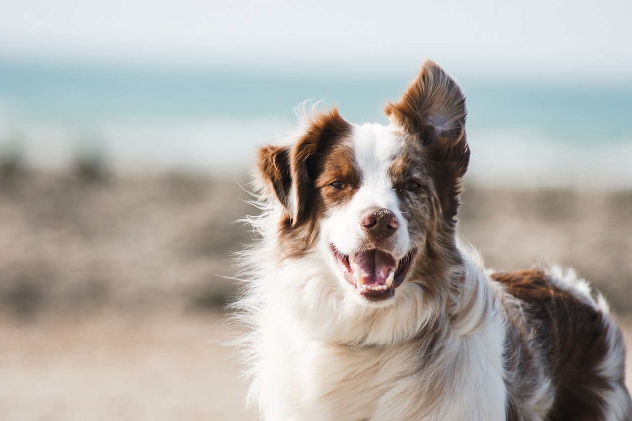 Flea & Tick Control service in Berkeley, CA