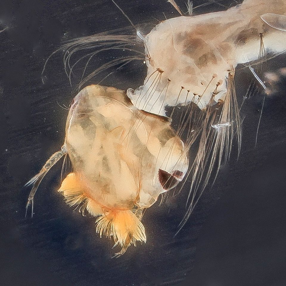 Mosquito Control service in Berkeley, CA