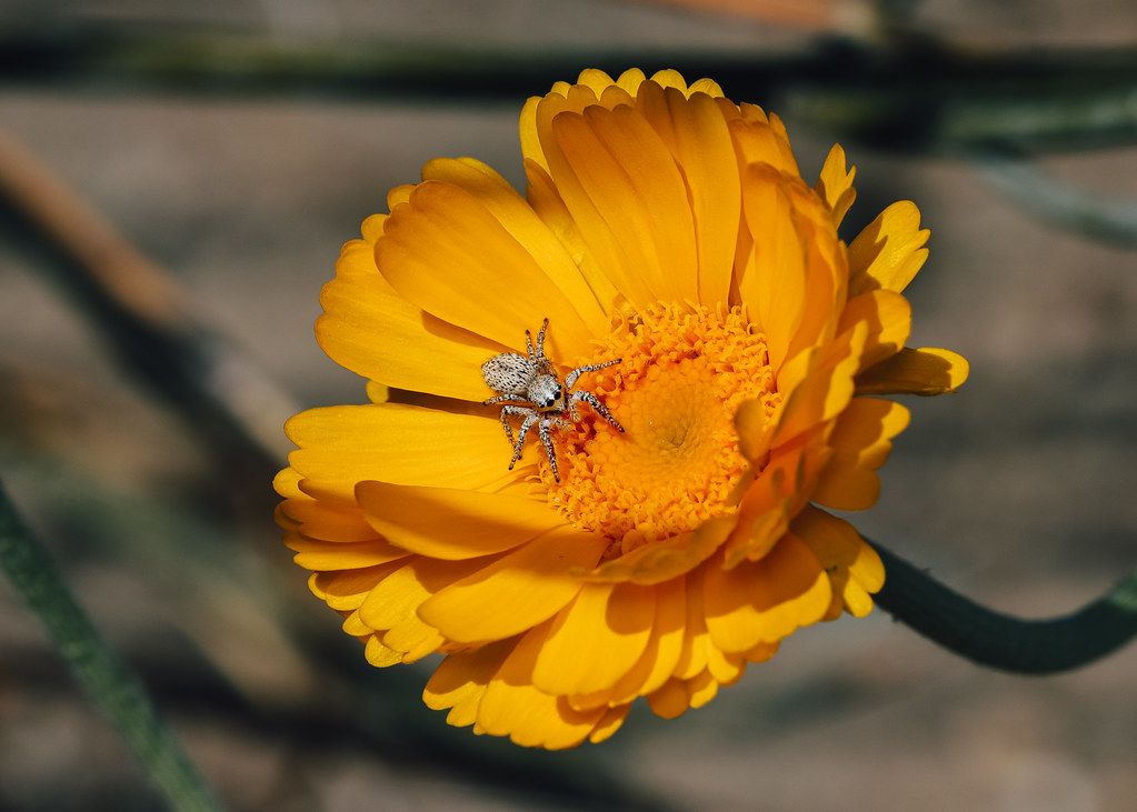 Spider Control service in Berkeley, CA